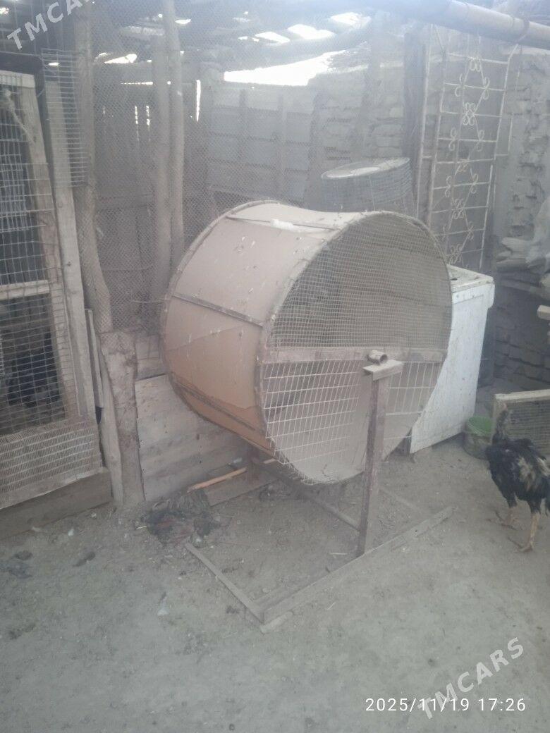 horaz trnowka - Saýat - img 2