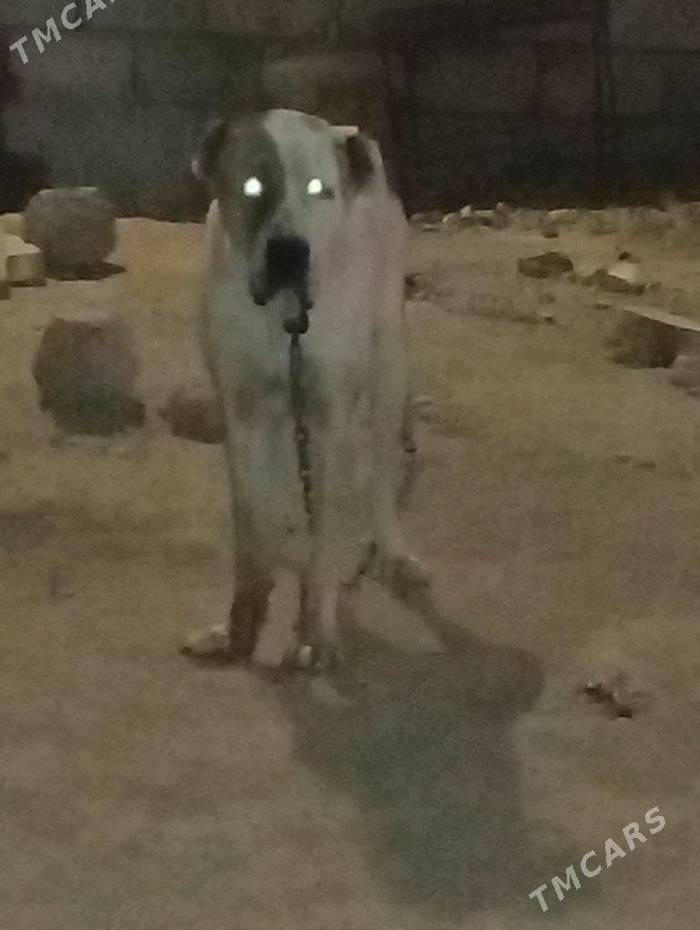 Alabay it - Ak bugdaý etraby - img 2