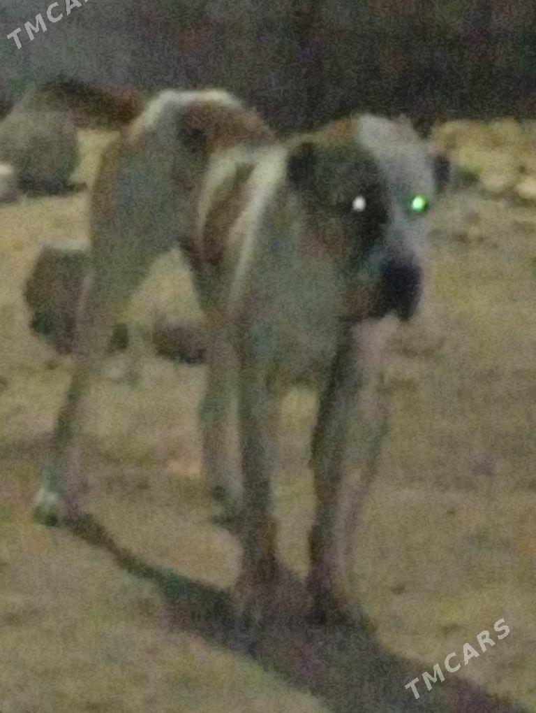 Alabay it - Ak bugdaý etraby - img 1