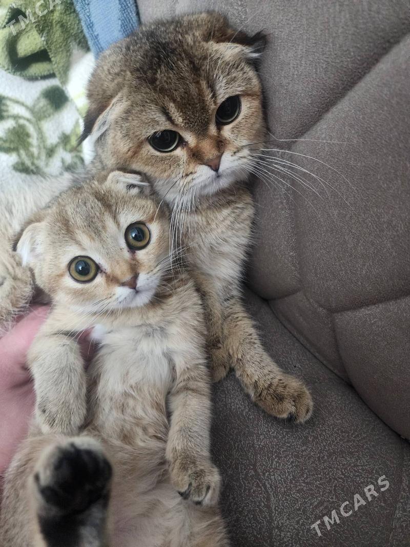 Шиншилла золотистая - Ашхабад - img 2