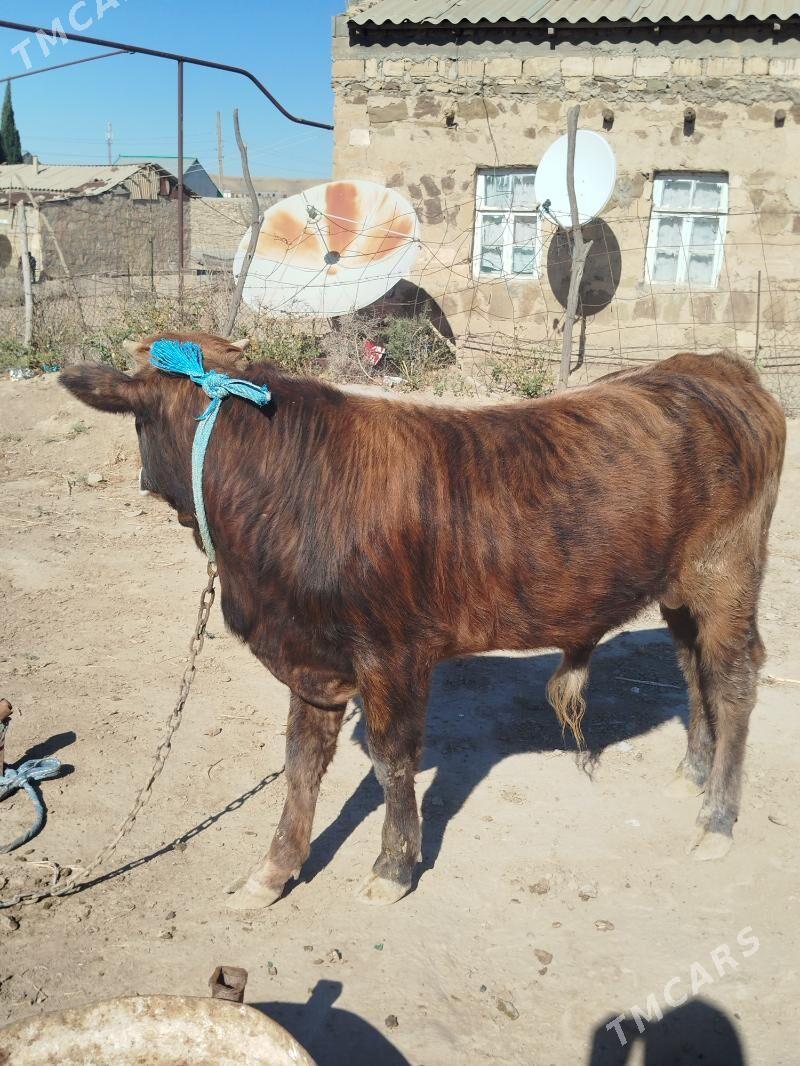 öküz - Gyzylarbat - img 4