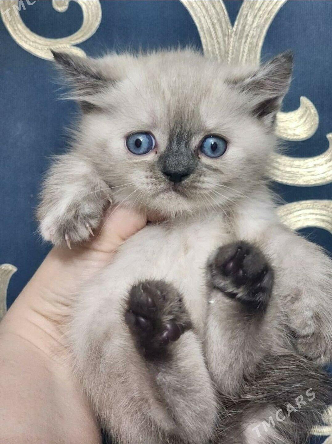 Шиншилла золотистая - Ашхабад - img 4