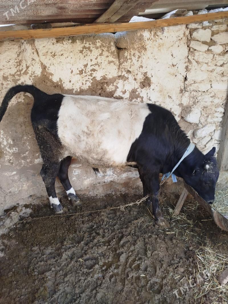 öküz - Gyzylarbat - img 2