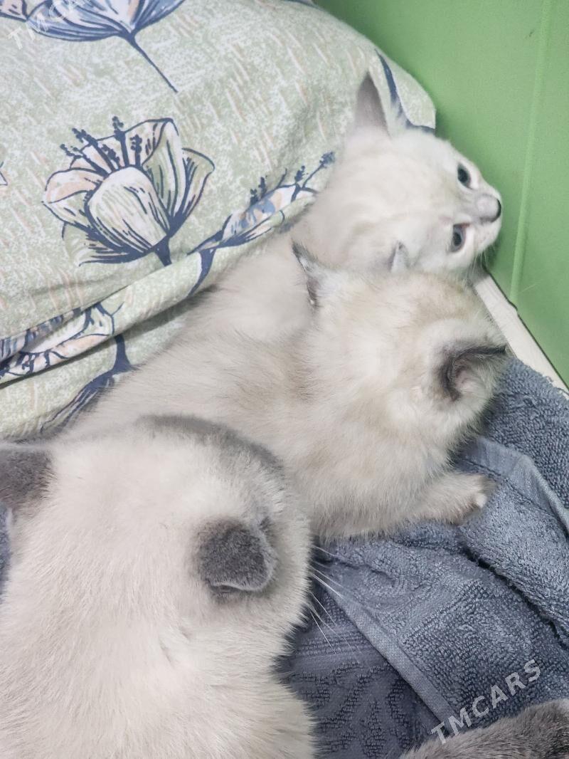 Шиншилла золотистая - Ашхабад - img 5