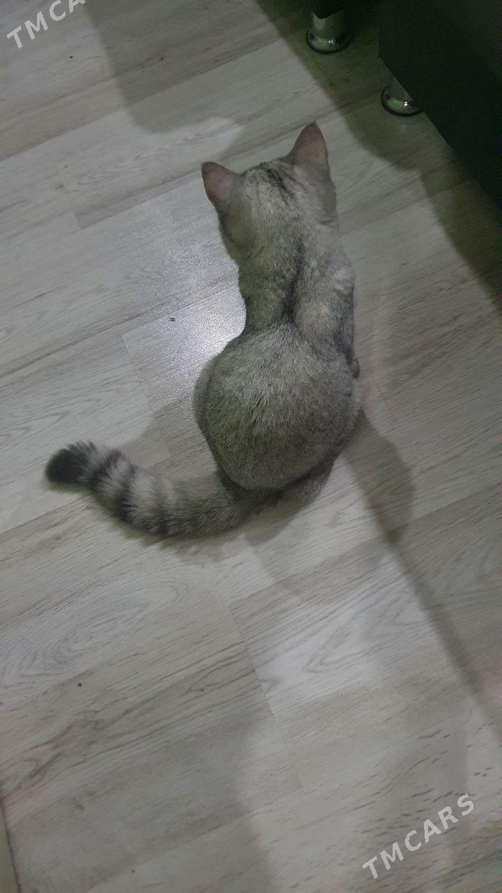 Шиншилла золотистая - Ашхабад - img 6