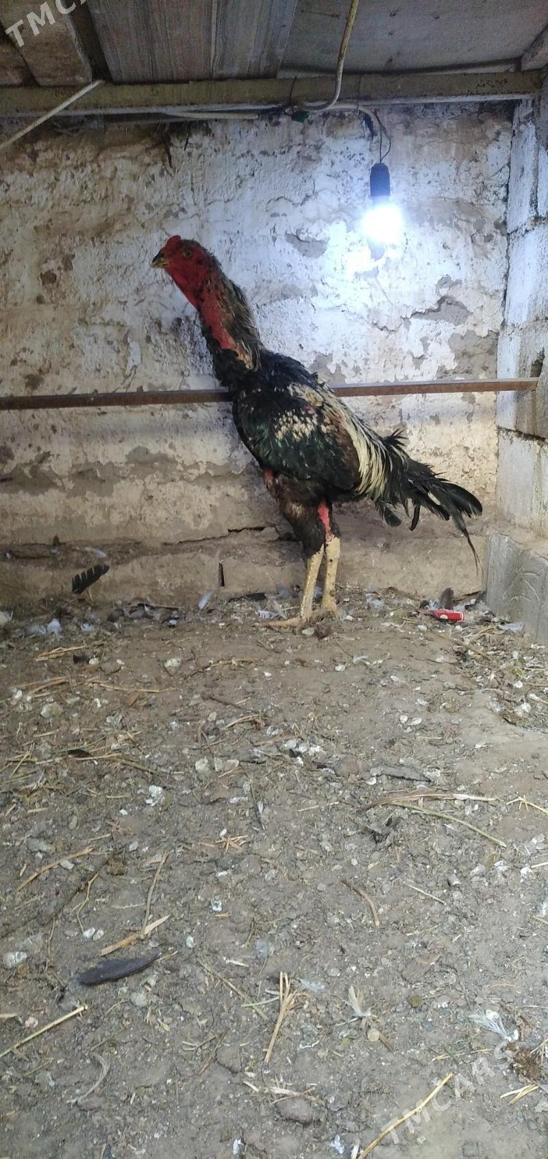 horaz taśkent - Ашхабад - img 2