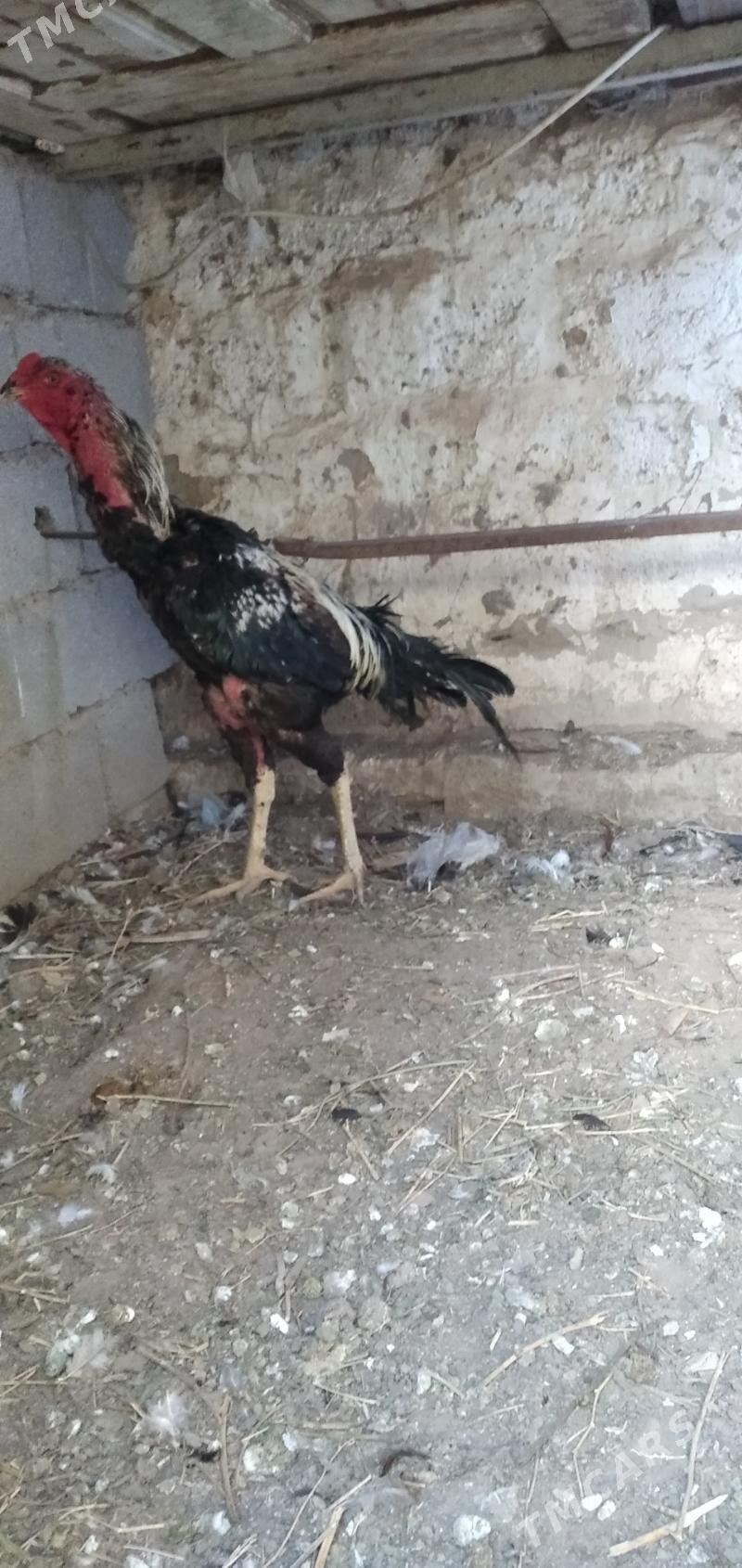 horaz taśkent - Ашхабад - img 3