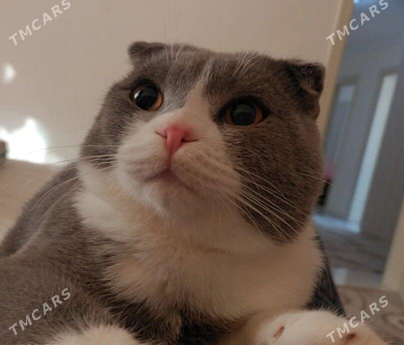 Шиншилла золотистая - Ашхабад - img 8