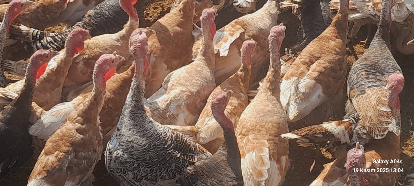 satlyk indyuklar we kakilikler - Tejen - img 4