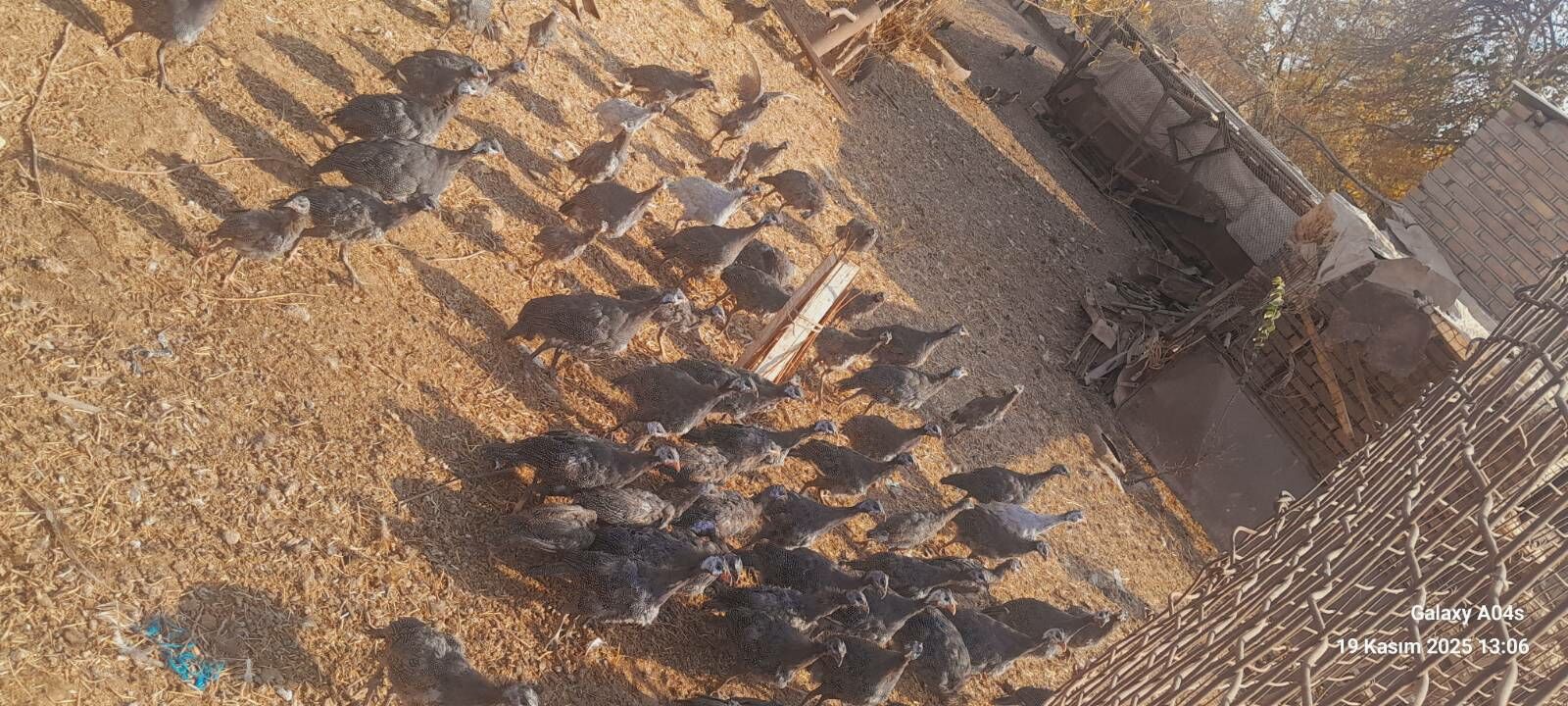 satlyk indyuklar we kakilikler - Tejen - img 6