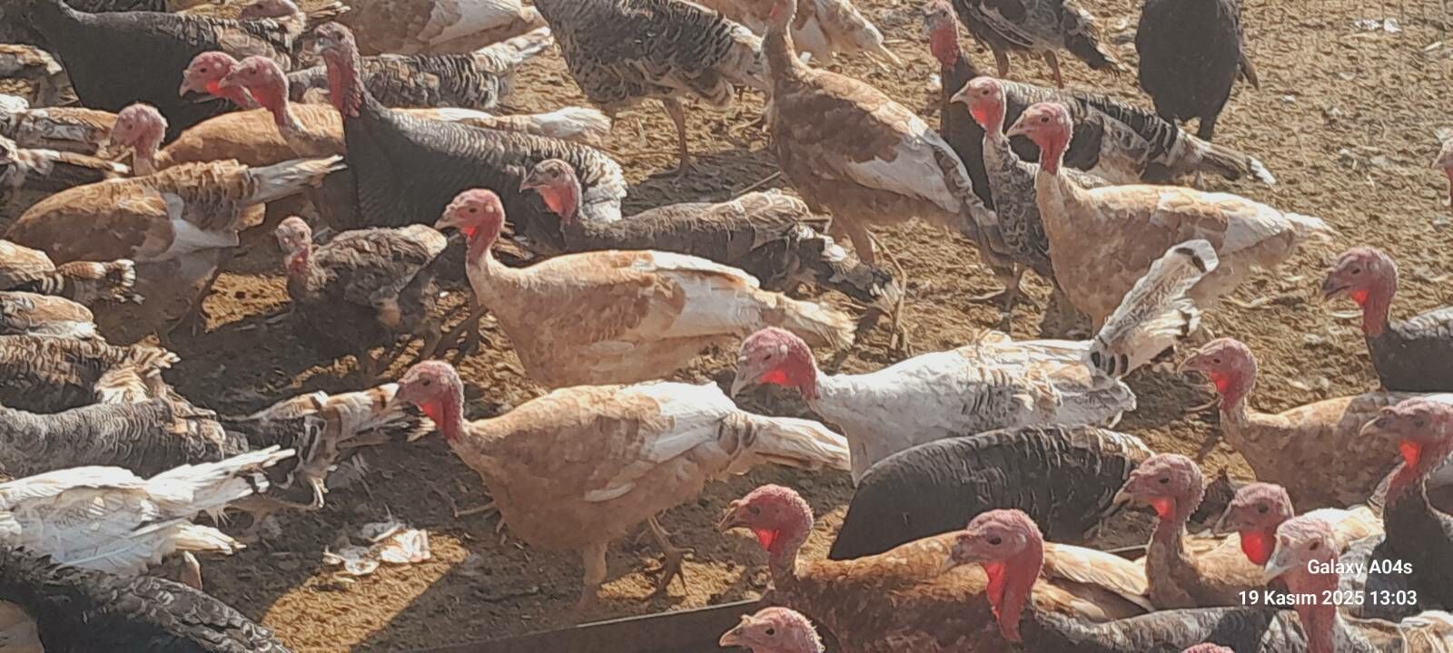 satlyk indyuklar we kakilikler - Tejen - img 5