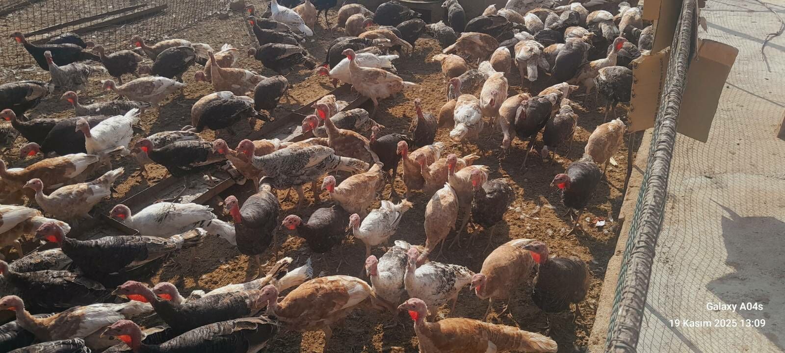 satlyk indyuklar we kakilikler - Tejen - img 2