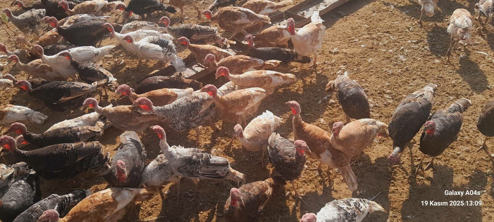 satlyk indyuklar we kakilikler - Tejen - img 1