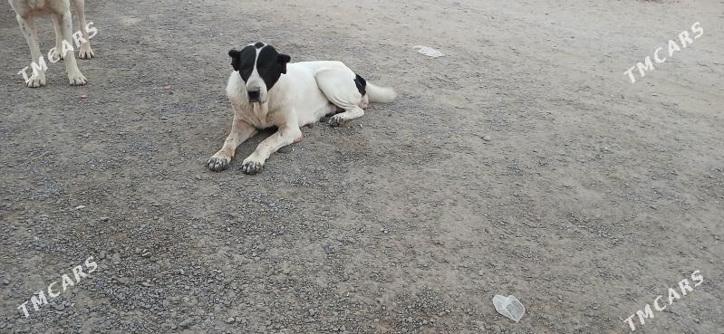 Ганжык - Гёкдепе - img 2