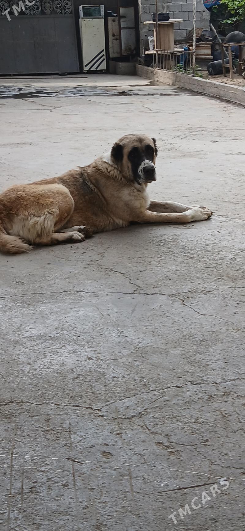 Ганжык - Гёкдепе - img 3