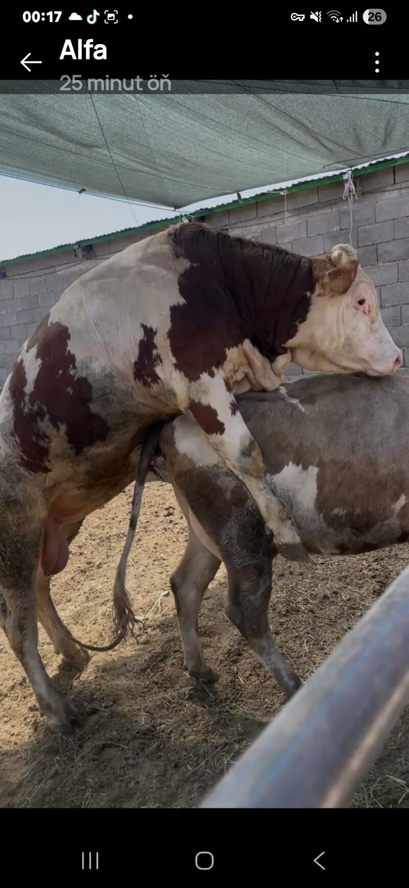 GÖK ALA GIBRIT SYGYR - Херрикгала - img 6