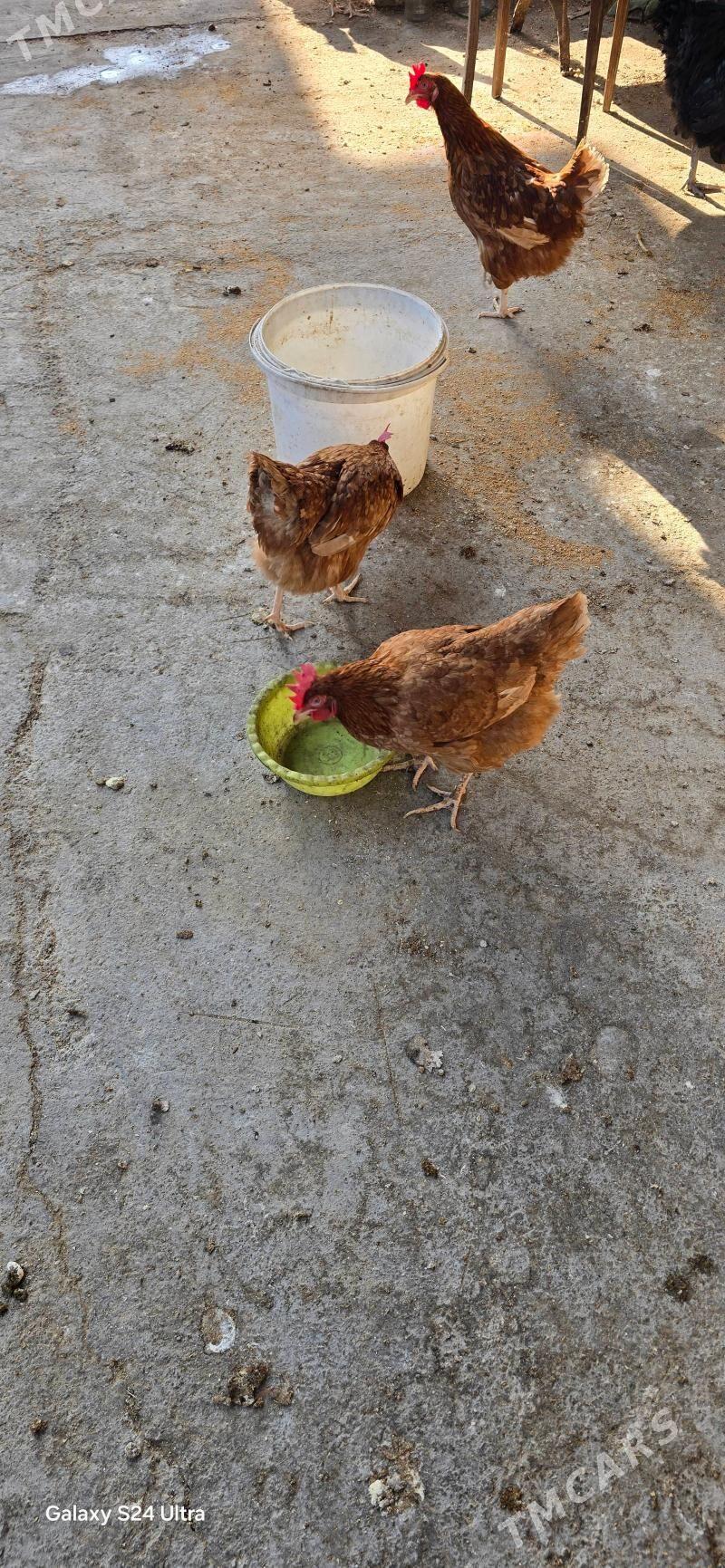 lohman brawun - Чоганлы - img 2