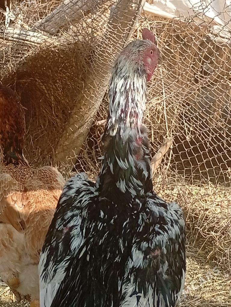 baýes - Байрамали - img 3