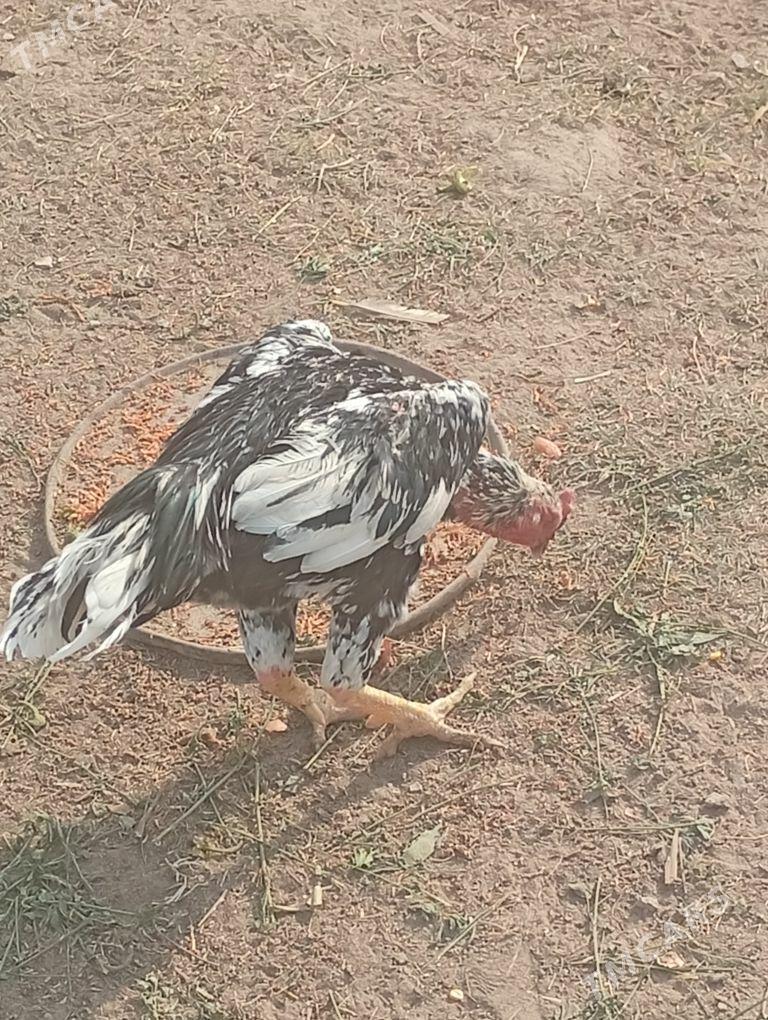 baýes - Байрамали - img 7