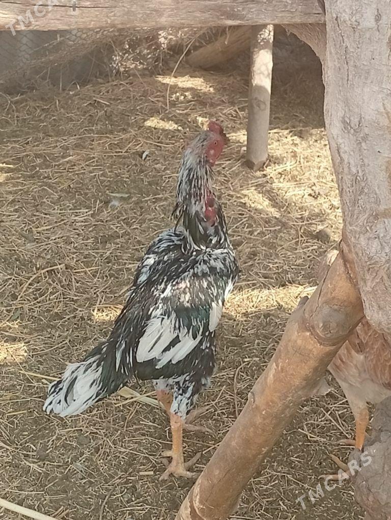 baýes - Байрамали - img 5