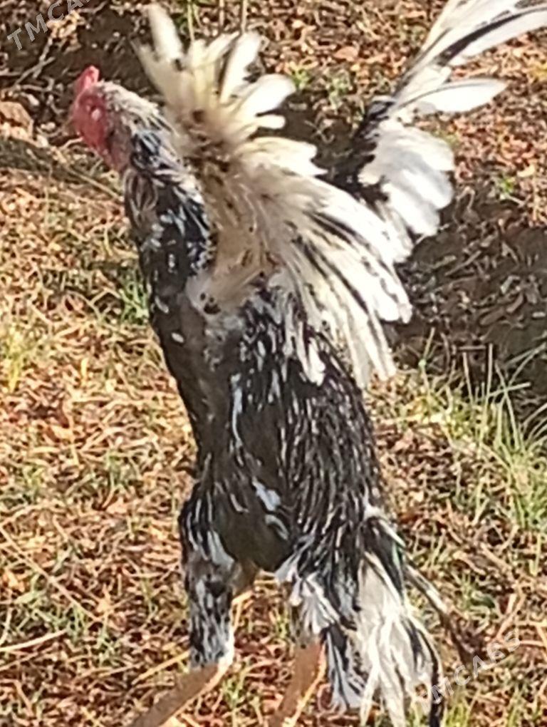 baýes - Байрамали - img 9