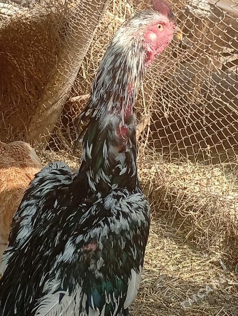 baýes - Байрамали - img 4