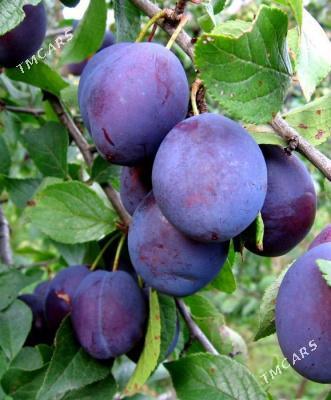 Miweli NAHAL - Täze zaman - img 7