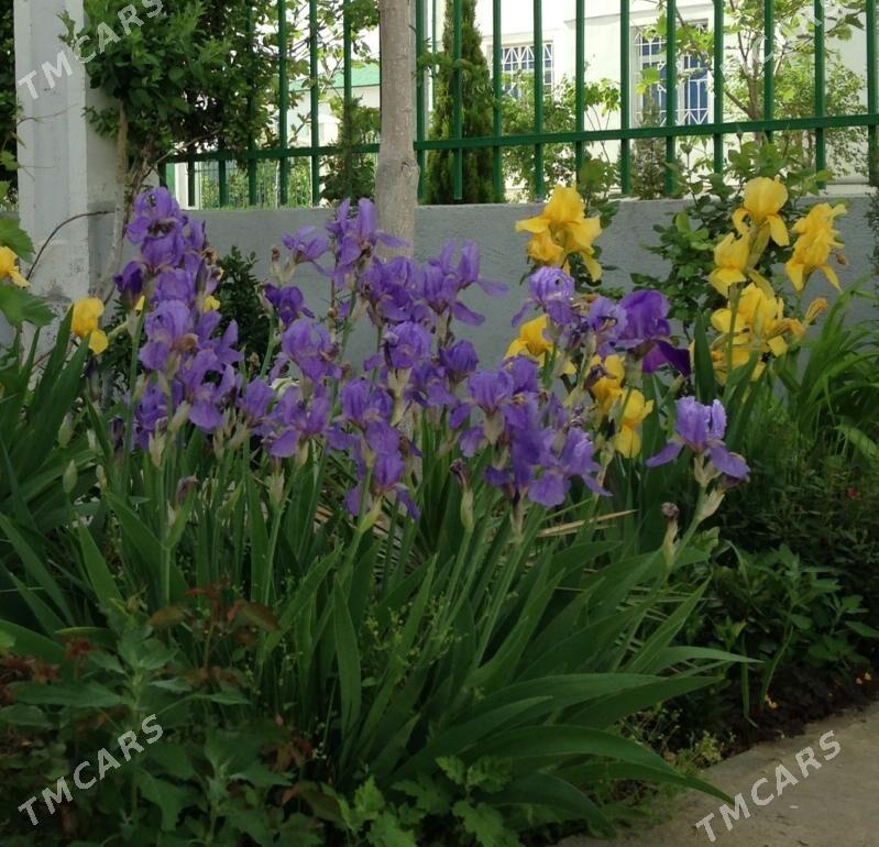 Miweli NAHAL - Täze zaman - img 8