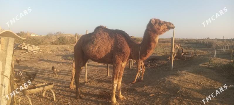 Düÿe - Этрек - img 2