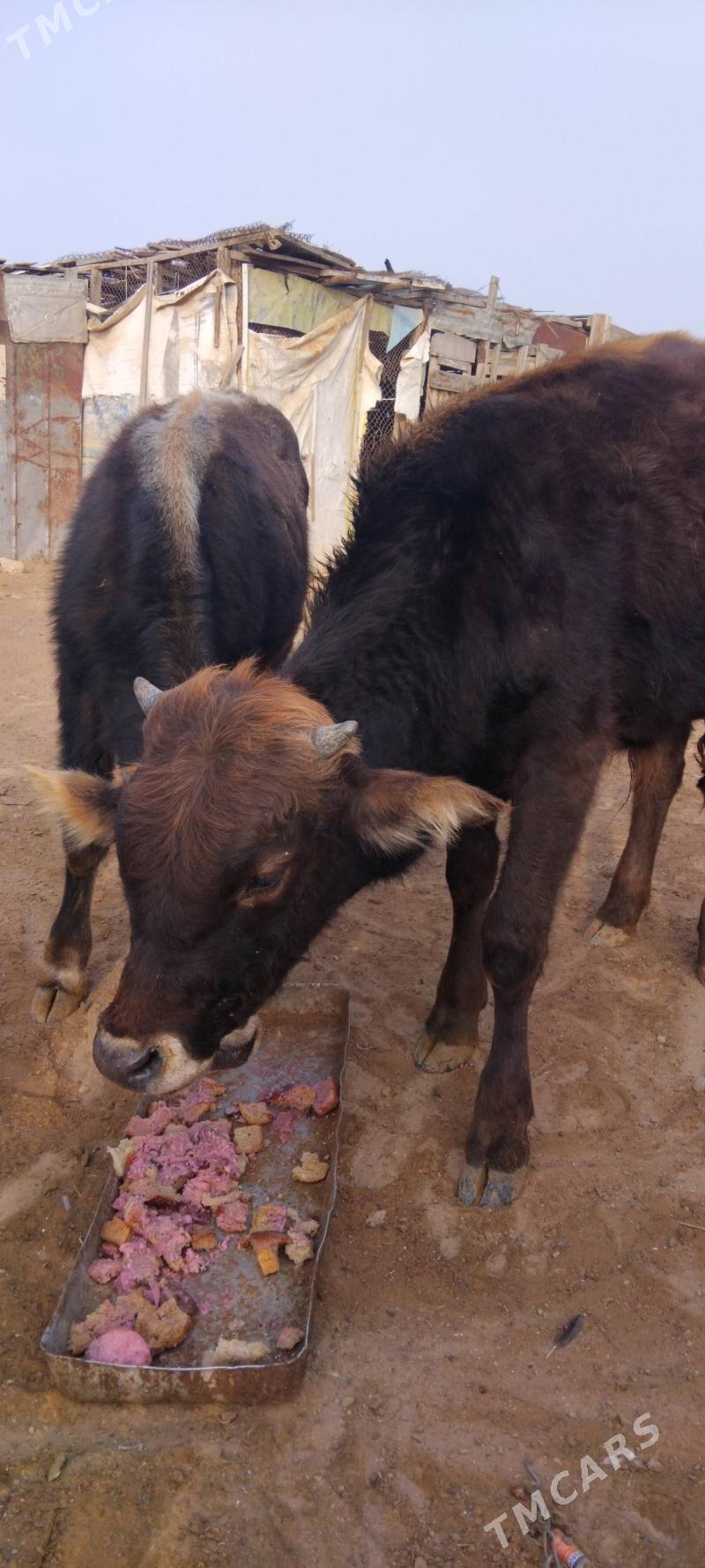 okuz - Туркменбаши - img 2