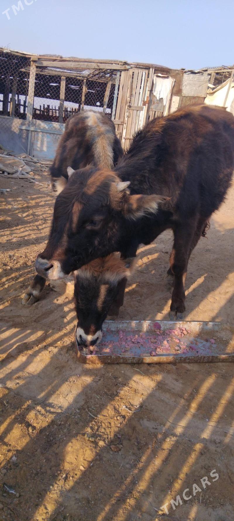 okuz - Туркменбаши - img 3