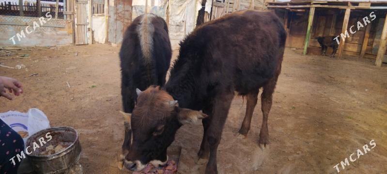 okuz - Туркменбаши - img 1