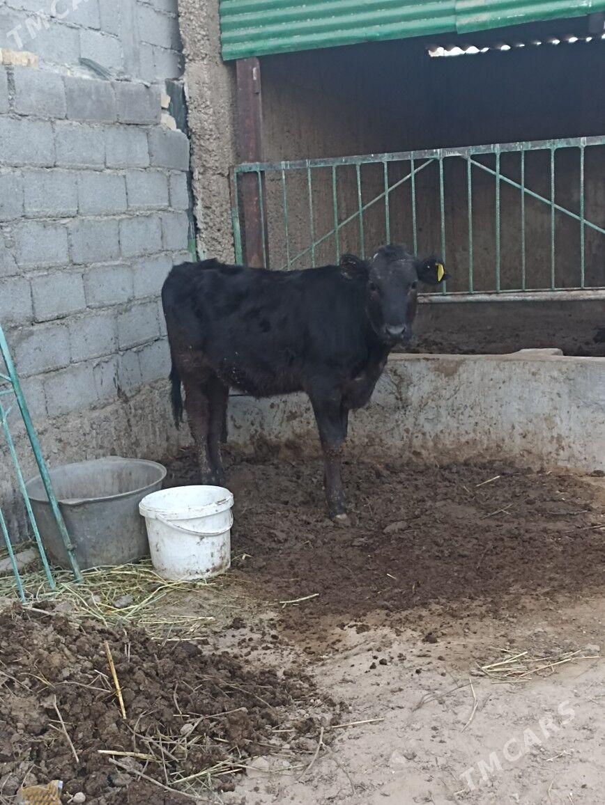 CORNY GALISDEYIN TUWE - Ашхабад - img 1