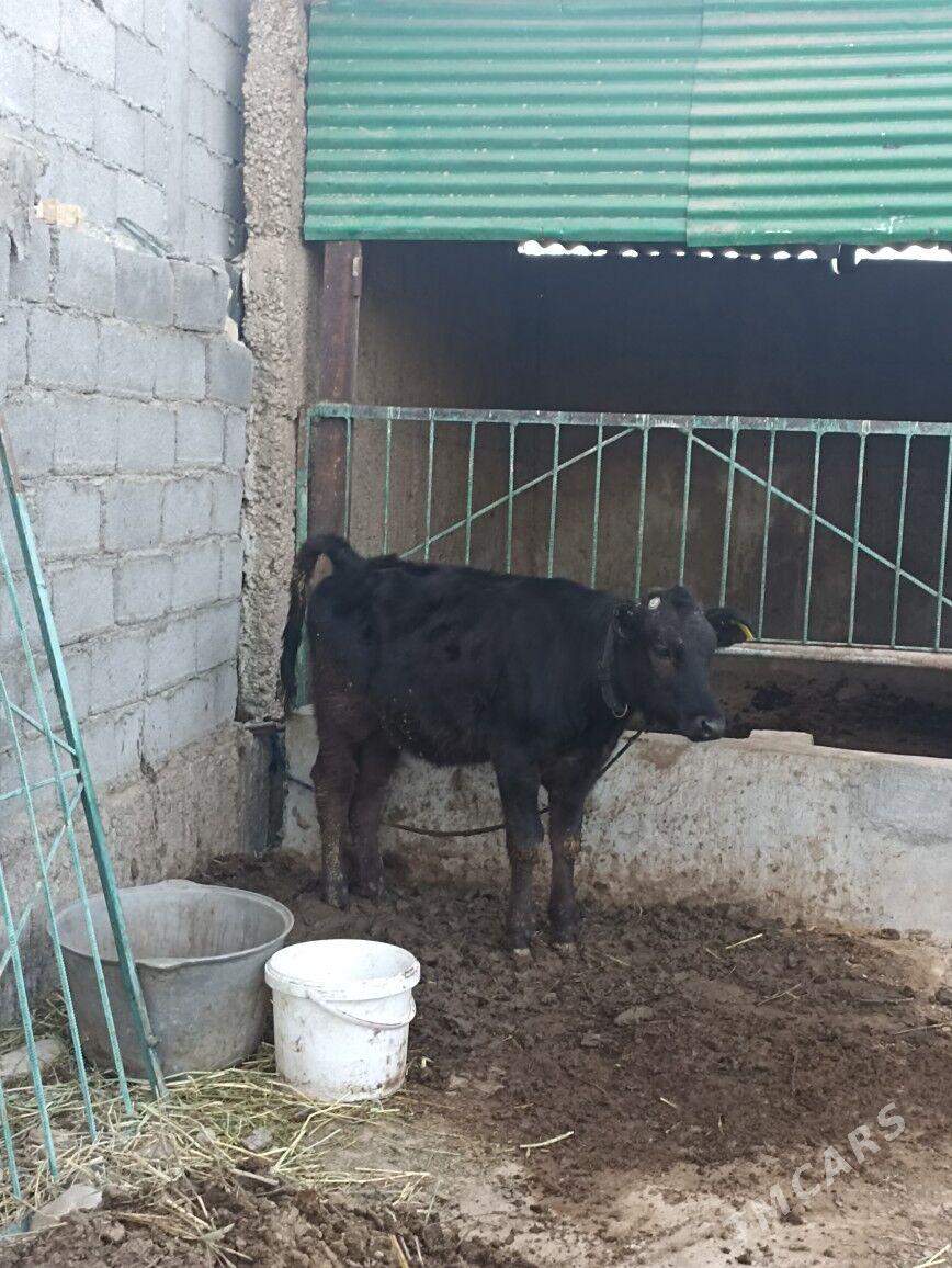 CORNY GALISDEYIN TUWE - Ашхабад - img 3