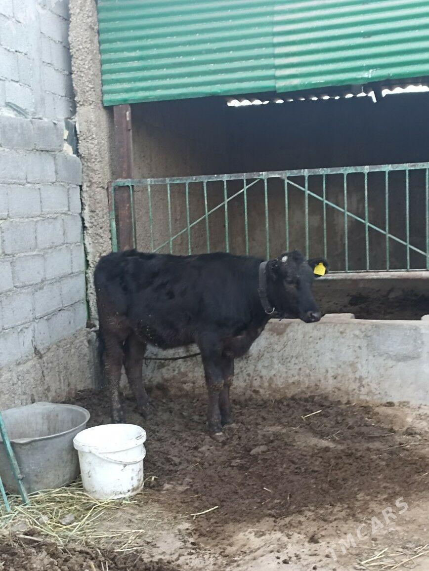 CORNY GALISDEYIN TUWE - Ашхабад - img 2