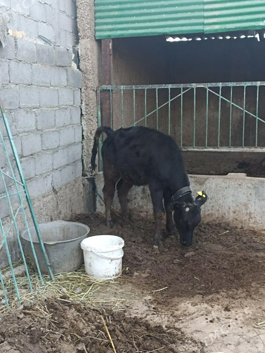 CORNY GALISDEYIN TUWE - Ашхабад - img 4