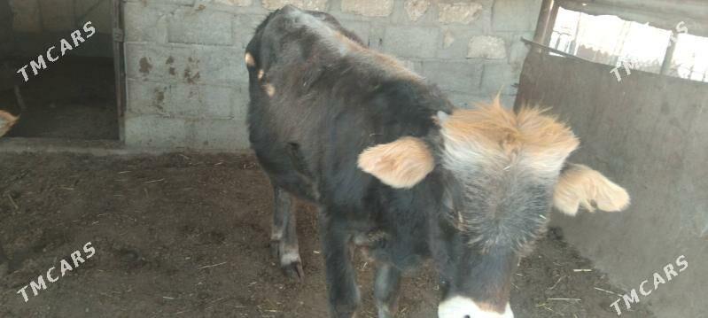 okuzce - Türkmenbaşy - img 2