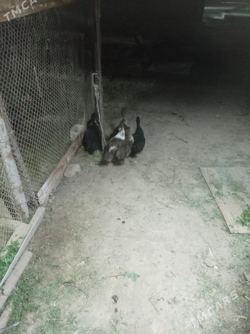 Induwutga ordek - Sakarçäge - img 3