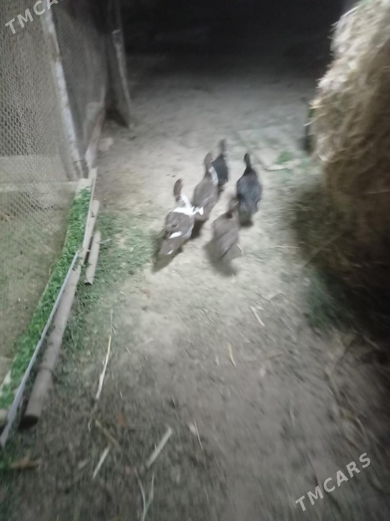 Induwutga ordek - Sakarçäge - img 2