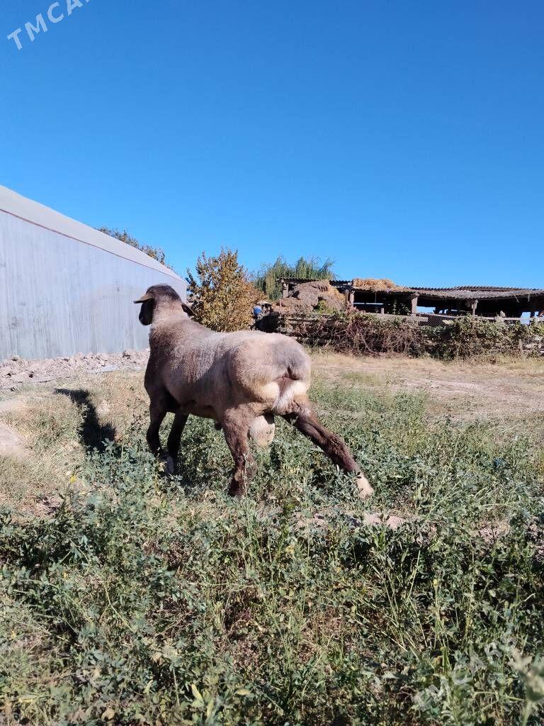 Гисар Гоч - Чарджоу - img 3