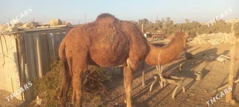 Düÿe - Этрек - img 3