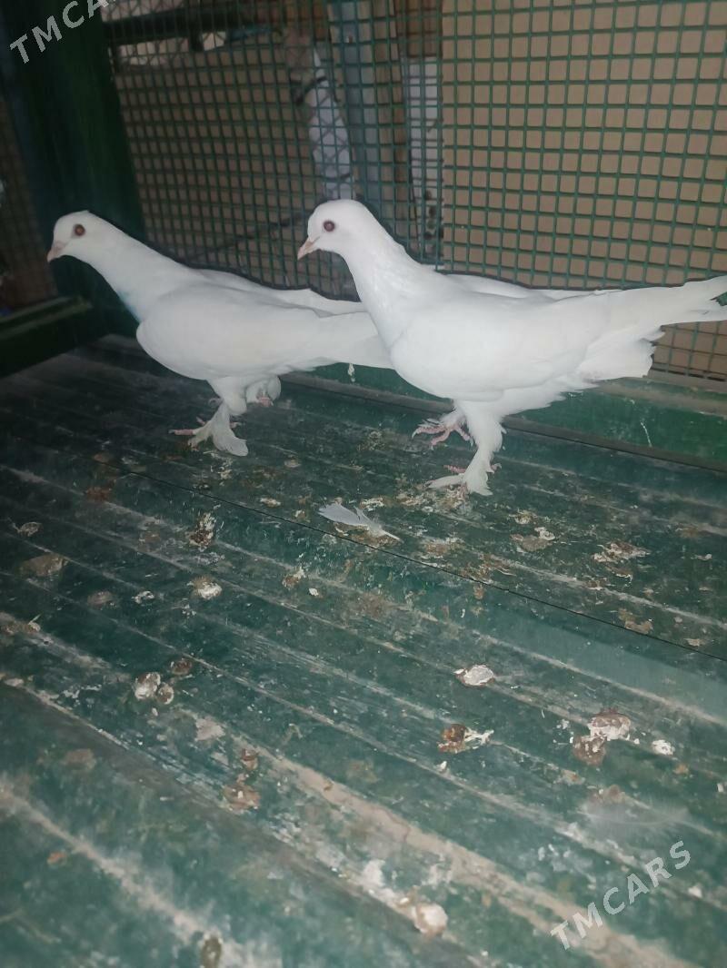 Kepderi - Mary - img 2