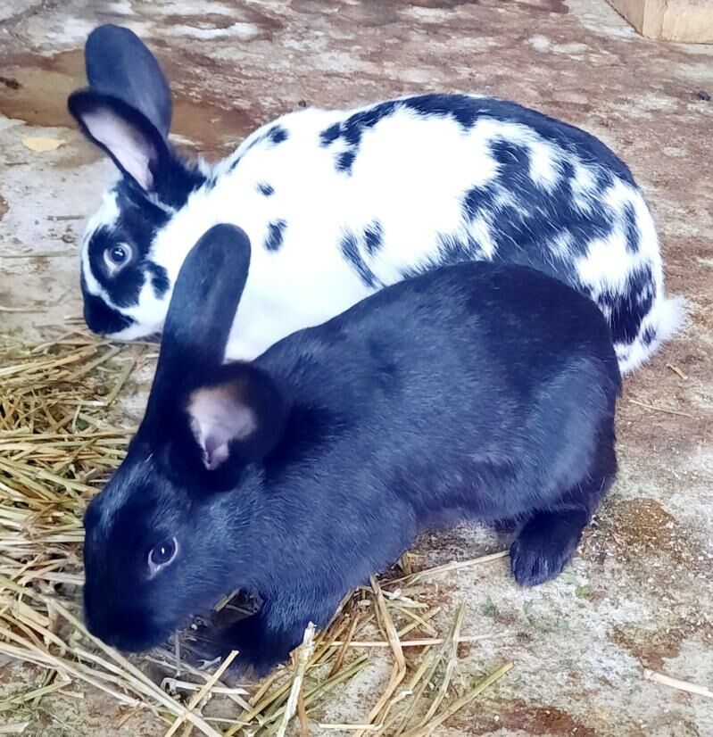 Towşan..Кролик - Ашхабад - img 4