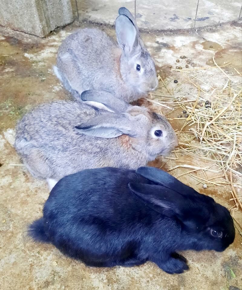 Towşan..Кролик - Ашхабад - img 3