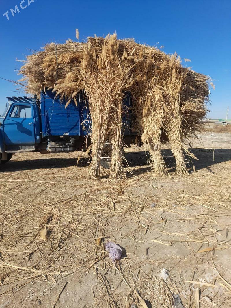 gamys - Daşoguz - img 3