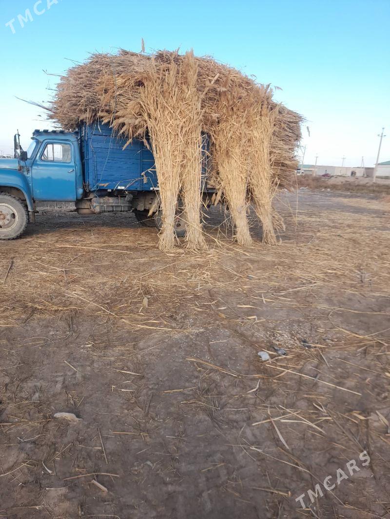 gamys - Daşoguz - img 4