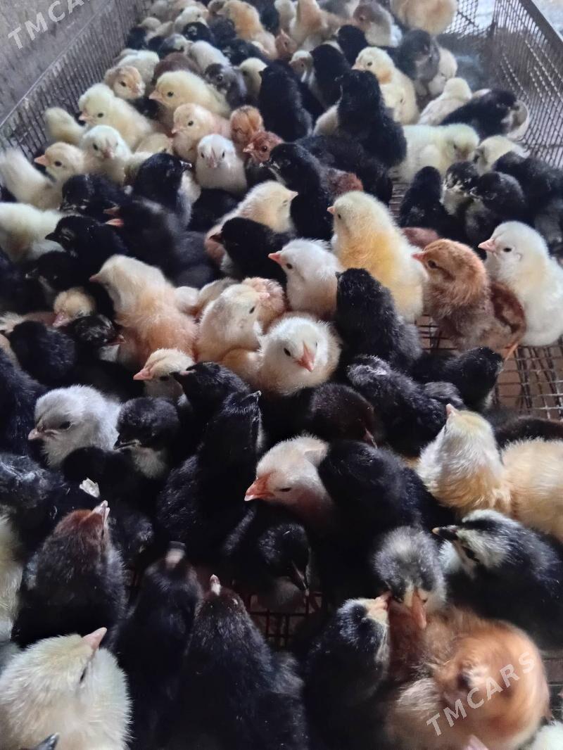 towuk juyje - Şabat etr. - img 2