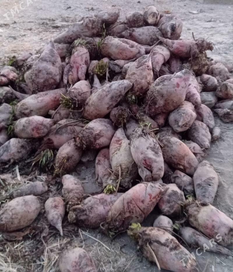 karmawoý şugundir - Bäherden - img 1