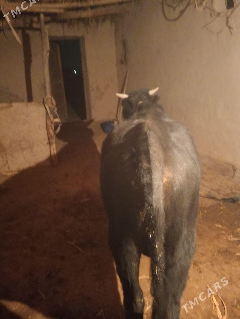 окиз - Шабатский этрап - img 2