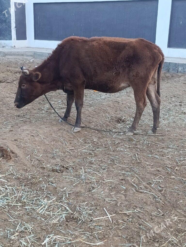 BOGAZ  SYGYR - Mary - img 3